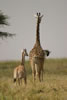 Photo of Masai giraffe in Tanzania, courtesy of Winston and Jen Yeung
